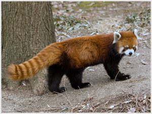 sikkim-red-panda